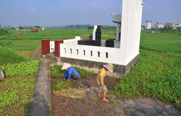 Người dân nơi đây trồng rau trên các phần đất của mộ để tránh lãng phí và giảm được sâu bọ, chuật… ẩn náu trên vùng đất đó.