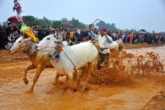 Hội đua bò bảy Núi là nét văn hóa đặc trưng của người Khmer Nam Bộ .