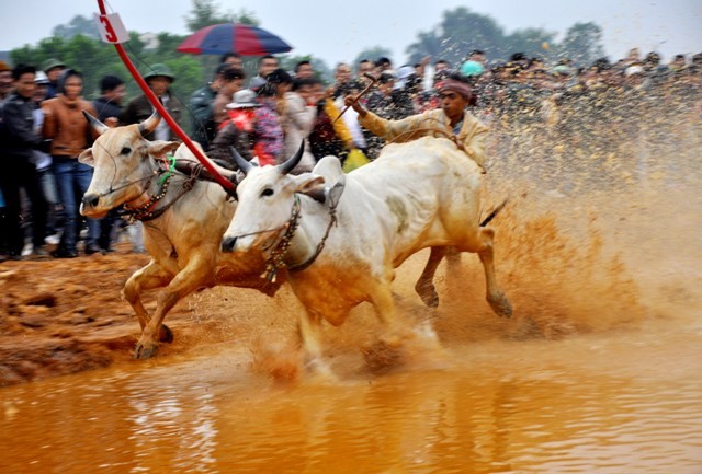 Hội đua bò Bảy Núi được đưa ra Hà Nội nhằm giới thiệu các nét văn hoá đặc trưng của các dân tộc, các vùng miền tới đông đảo nhân dân trong nước và du khách quốc tế.