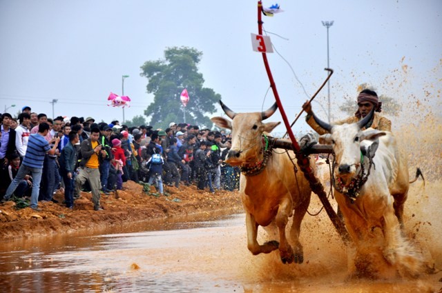 Người dân Thủ đô và du khách có cơ hội chứng kiến những màn đua bò kịch tích… ngay ở Hà Nội.