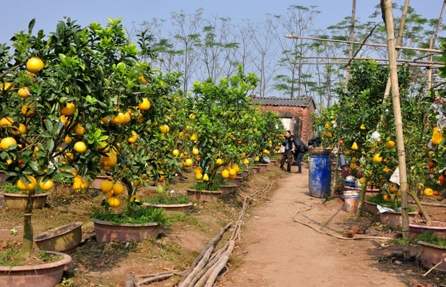 Từ một người nông dân yêu nghề trồng cây ăn quả, ông Lê Đức Giáp đã sáng tạo trong việc biến cây ăn quả thành cây cảnh chơi Tết.