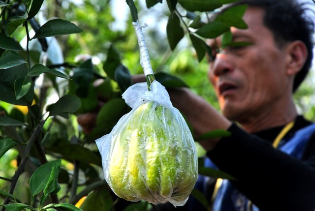 Riêng quả phật thủ, mọi năm ông phải đi mua bên ngoài nhưng năm nay vườn cây nhà ông đã sẵn quả.