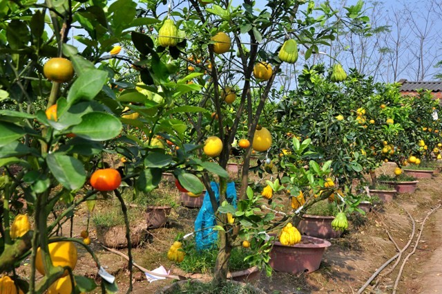 Xuất phát từ ý nghĩa mâm ngũ quả trong ngày Tết Nguyên đán, ông Giáp đã đưa 5 loại ngũ quả lai ghép thành một cây hoàn chỉnh.