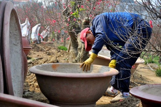 Thời gian này, bên cạnh việc bán cây, các chủ vườn còn sơn sửa lại chậu cây để bán cho khách mua cây hoặc bán lẻ.