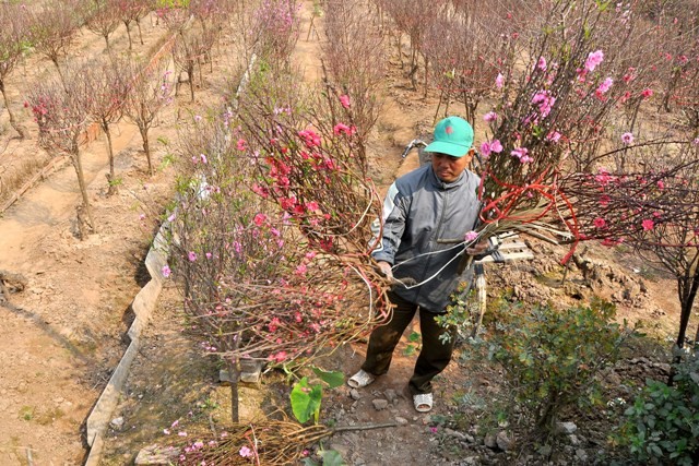 Là vụ thu hoạch chính trong năm, ông Trần Văn Quang (Tây Hồ, Hà Nội) chia sẻ: “Sau ngày mười rằm (15 âm lịch tháng Chạp), khách thường tới xem cây đông. Lúc nào không có khách tôi lại đi tìm cành đào nở đẹp cắt mang xuống phố bán không để hoa nó lại nở hết không bán được”.