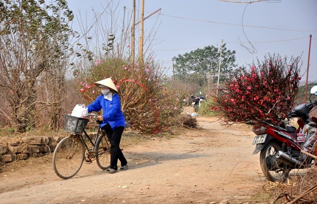 Hình ảnh những chiếc xe chở đầy hoa đào trên khắp các ngõ nhỏ của vườn đào Nhật Tân.