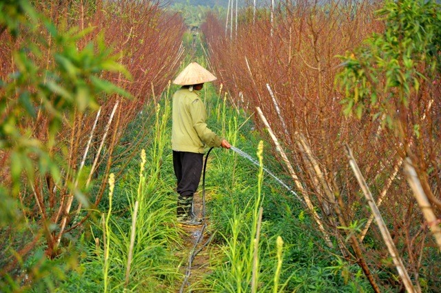 Việc chăm sóc những vườn đào của người dân Nhật Tân diễn ra quanh năm và lợi nhuận từ việc bán đào là nguồn thu nhập chính của người dân.