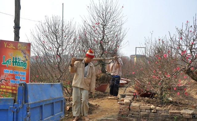 Bên cạnh những cành đào nở nhiều được cắt bán trước, thời điểm giáp Tết này những cây đào có giá trị lớn cũng được bán cho khách.