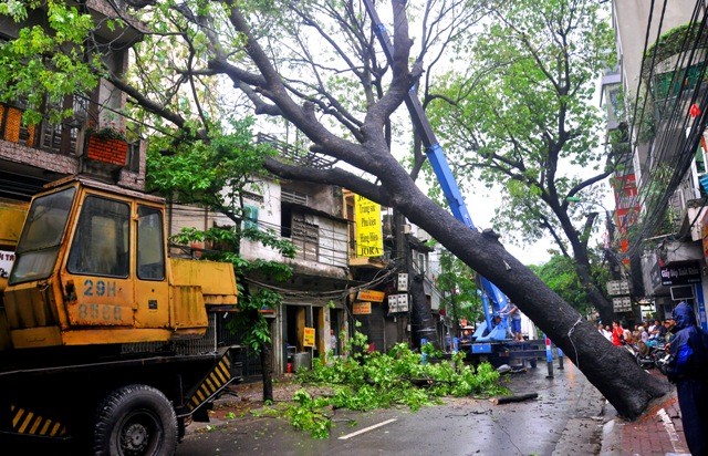 Cây xà cừ có kích thước lớn đã bị bật gốc chắn ngang đường và đổ vào nhà dân đối diện.