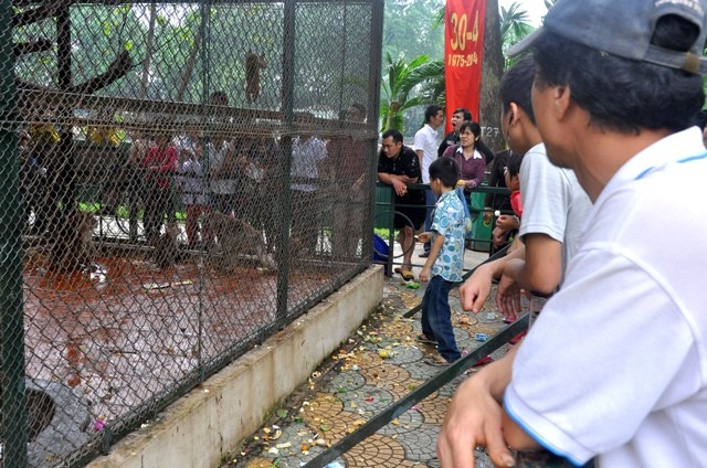 Trèo rào vào trong để được trêu đùa khỉ.