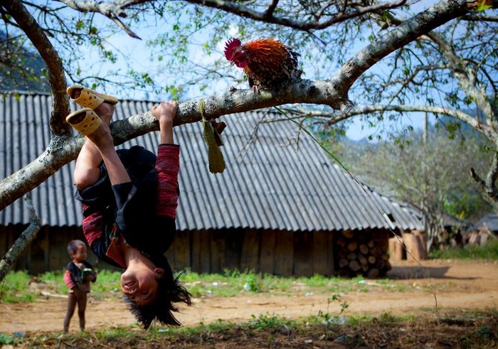 Cậu bé người Mông đu trên cây bên cạnh chú gà trống trông thật ngộ nghĩnh