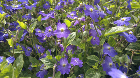 Forget me not - lời nhắn nhủ yêu thương.