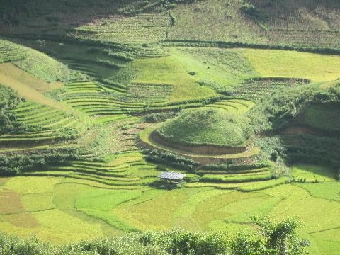 Đám ruộng có hình dáng kỳ lạ như cái rốn của núi. (chụp tại xã Tả Phình huyện Tủa Chùa)