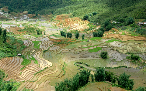 Toàn cảnh ruộng bậc thang ở bản Cát Cát - Sapa.