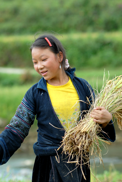 Thiếu nữ ngày mùa.