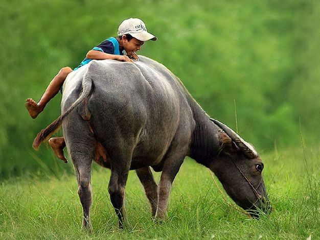 Với những buổi chiều đi thả trâu,