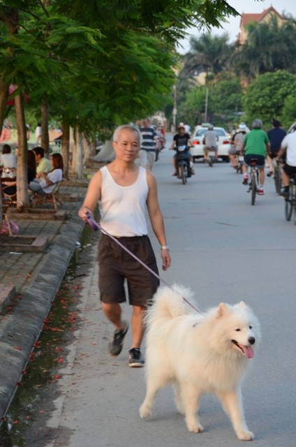 Thật thú vị khi mỗi buổi chiều đi tập thể dục, đi dạo mát có những chú chó đáng yêu đi cùng.