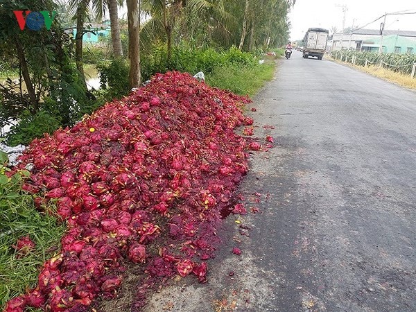 Trong những ngày rớt giá xuống quá thấp, có hiện tượng đổ bỏ thanh long, nhưng nay giá đã tăng trở lại. Ảnh: VOV.