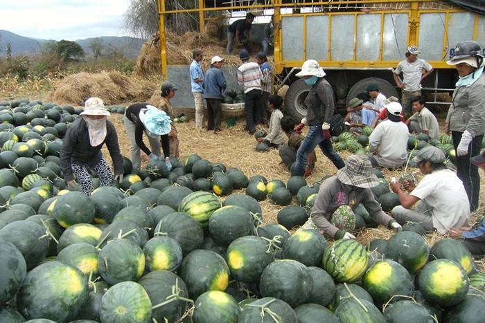 Bà con trồng dưa hấu huyện Kông Chro (tỉnh Gia Lai) từng gặp nhiều khó khăn vì thương lái ép giá. Ảnh: L.N/Báo Gia Lai.