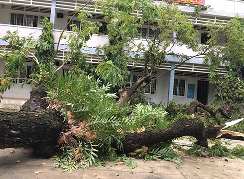 Cây xanh bên trong Trường trung học phổ thông Hoàng Hoa Thám, quận Bình Thạnh bất ngờ gãy đổ (ảnh: CTV)