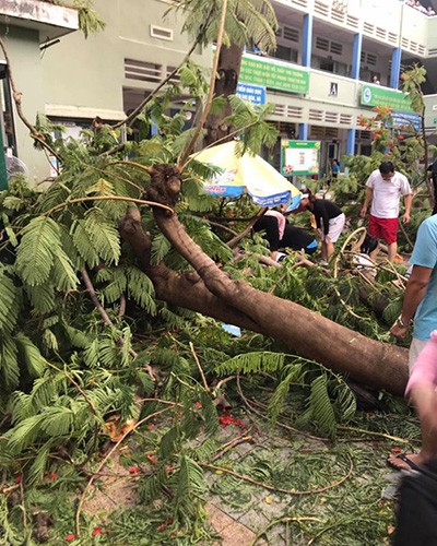 Cây phượng vĩ lâu đời trong sân trường bất ngờ bật ngốc (ảnh: P.H)