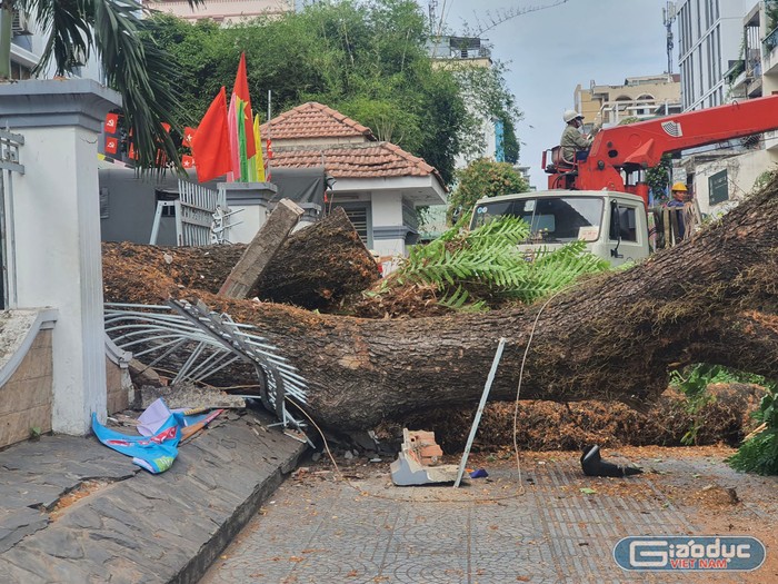 Cây me tây bất ngờ bật gốc trong trường Trung học cơ sở Trần Văn Ơn, ngã cả ra ngoài đường (ảnh: P.L)