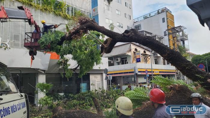 Công nhân Công ty Công viên Cây xanh tới hiện trường xử lý sự cố (ảnh: P.L)