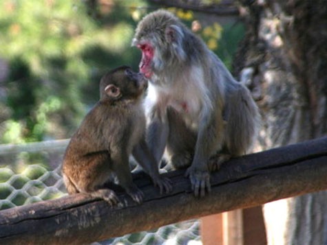Hình ảnh thân thương của khỉ mẹ và khỉ con (Ảnh : Internet)