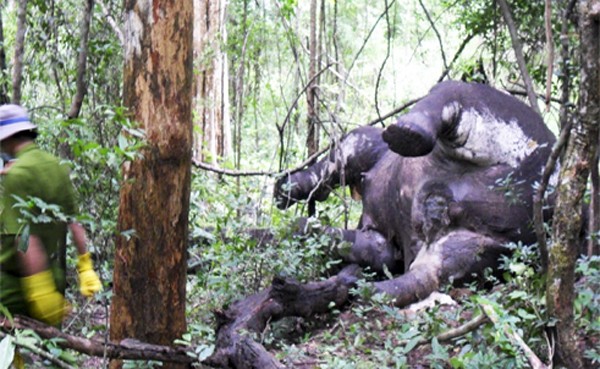 Trước đó, trưa 25-8, khi người dân phát hiện hai con voi rừng trưởng thành trong Vườn quốc gia Yok Đôn (tỉnh Đắk Lắk) bị sát hại, trình báo cơ quan chức năng thì đơn vị kiểm lâm và chính quyền địa phương mới hay biết. (Ảnh: Công an Tp Hồ Chí Minh)