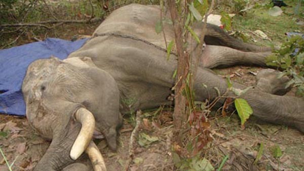 Sau hơn hai tháng vật lộn với hàng trăm vết thương trên cơ thể, 10h sáng 6/1/2011, chú voi Păk Cú đã chết trong khuôn viên của Công ty TNHH du lịch sinh thái Bản Đôn (Buôn Đôn, Đắk Lắk).