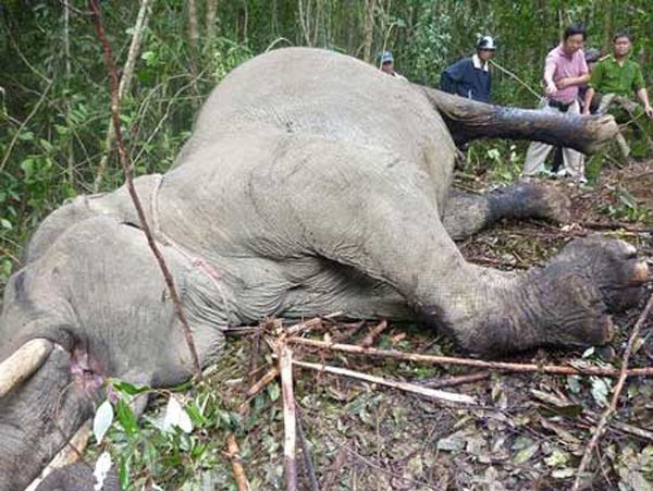 Đêm 23 rạng sáng 24.4.2011, con voi có tên là Beckham chuyên phục vụ du lịch ở Khu du lịch Nam Qua (Tp Đà Lạt) đã bị đưa đi khỏi khu vực nuôi nhốt khoảng 3km và bị giết một cách dã man.