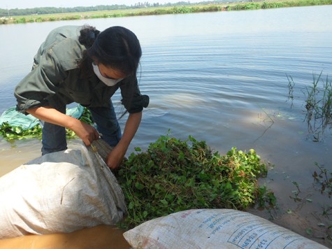 Trước khi mang ra chợ bán, những bao rau má được rửa qua bằng nước ao hồ, nước sông suối.. đục ngầu, cáu bẩn thế này, cách đó không xa là một nghĩa địa.