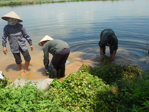 Sau khi rửa sơ qua, rau má được vứt lên bờ đầy rác rưởi, bùn đất và bị giẫm đạp lên.