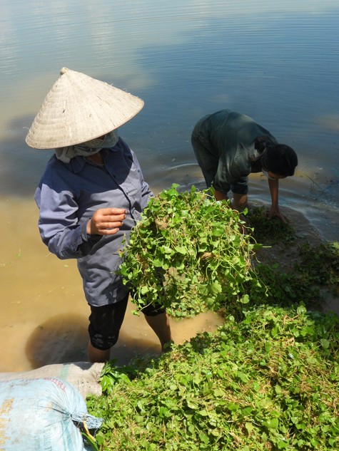 Nhìn cảnh "sơ chế" rau má dưới dòng nước như thế này, liệu ai biết rằng rau má sẽ được rửa lại bao nhiêu lần trước khi được chế biến thành đồ ăn, thức uống.