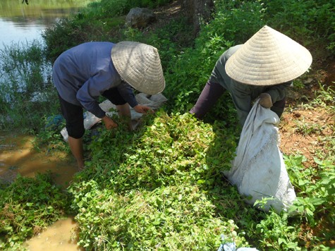 Tiếp đó là rau má sẽ được tống vào các bao tải lớn rồi đem đi đổ buôn hoặc chia nhỏ rồi bán cho các nhà hàng, quán ăn làm nước sinh tố và làm món rau má ăn sống hoặc nấu canh trên các bàn tiệc....