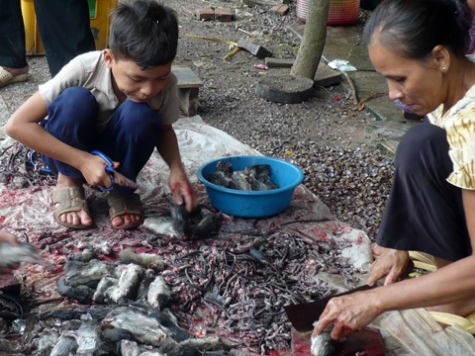 Làm sạch chuột đồng chuẩn bị mang ra chợ bán. (Ảnh: B.T)