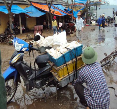 Các hoạt động thu mua, phân loại và sơ chế các loại hải sản, tôm cá ngay tại cảng cá.