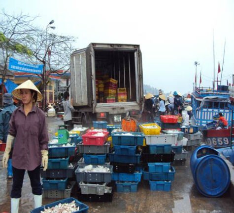 Tôm cá, hải sản sau khi được phân loại, sơ chế xong sẽ được các lái buôn đưa đi tiêu thụ tại các chợ hải sản và các địa phương lân cận.