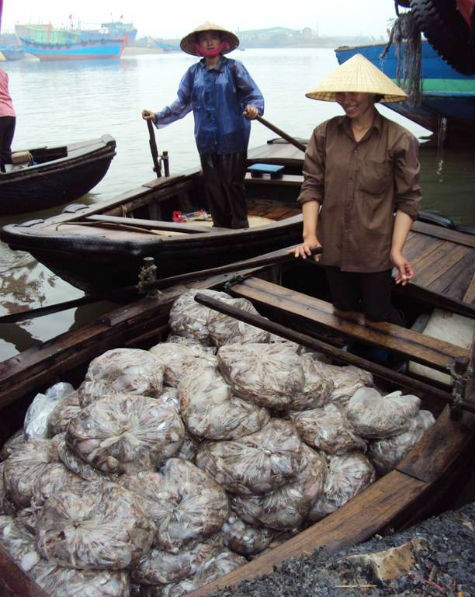 Chuyển các loại hải sản như tôm, cua, cá, mực... từ các tàu lớn xuống các tàu nhỏ để đem lên bờ.