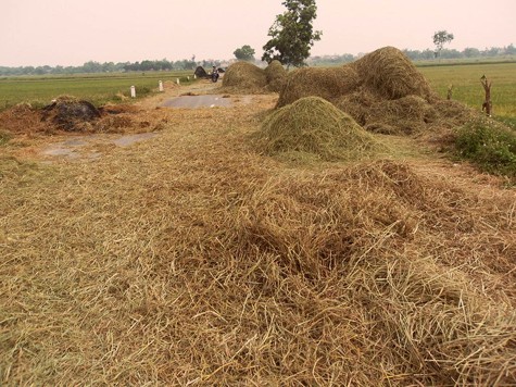 Hành động phơi rơm rạ, thóc thóc lúa trên quốc lộ diễn ra khá phổ biến tại nhiều nơi, nhất là vào ngày mùa và báo chí đã phản ánh rất nhiều và điều này bắt nguồn từ ý thức của người dân do chưa ý thức được việc mình làm sẽ gây hiểm họa cho người đi đường.