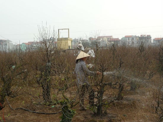 Tại làng đào Nhật Tân, theo những người trồng đào cho biết hiện nay việc ước lượng và căn chỉnh để đào ra nụ, nở hoa vào đúng dịp chủ yếu phụ thuộc tới 60% là thời tiết nên ngay từ cuối tháng 8, tháng 9 âm lịch, những người trồng đào có kinh nghiệm sẽ chú ý theo dõi, ngóng nhìn tiết trời để quyết định tuốt lá đào vào dịp nào cho phù hợp để kịp đón nụ hoa ra.