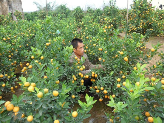 Bên cạnh thú chơi hoa đào trong dịp tết thì nhu cầu về quất cảnh của người dân Thủ đô và các vùng lân cận cũng không ngừng tăng lên. Nổi tiếng về quất cảnh đẹp và lâu đời ở Hà Nội phải kể đến hai làng chuyên canh quất cảnh truyền thống là Tứ Liên và Quảng Bá (quận Tây Hồ, Hà Nội).