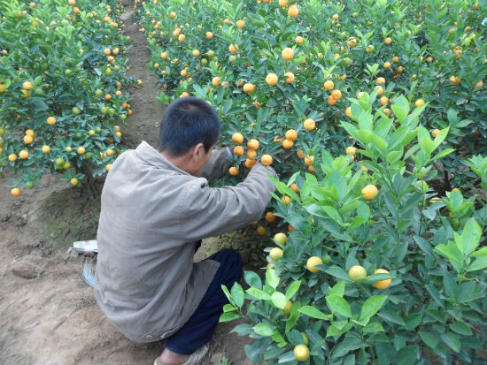 Chính vì danh tiếng về quất cảnh có thế đẹp mà năm nào cũng vậy, ngay từ khoảng tháng 11 âm lịch, các lái buôn và khách chơi quất cảnh từ khắp nơi đã đổ về Tứ Liên, Quảng Bá để chọn mua và đặt quất.