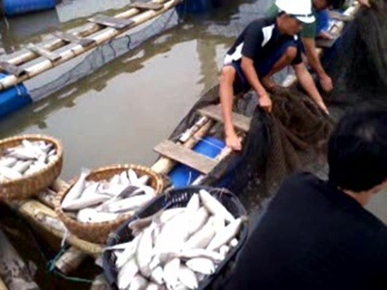 Sau một đêm hàng tấn cá của 14 hộ nuôi cá trên sông Kênh Than, thuộc xã Hải Thanh, Hải Bình, huyện Tĩnh Gia đã bị chết trắng lồng