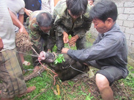 Sau gần 3 tiếng rượt bắt cuối cùng con lợn rừng tấn công người cũng đã bị người dân tóm gọn