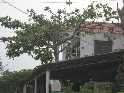 Người dân tại Quảng Trị đang tiến hành đốn cành cây chống bão
