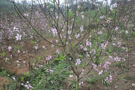 Tại các làng nghề hoa các loại hoa cũng đã khoe sắc chuẩn bị đón xuân (ảnh Xuân Hòa)