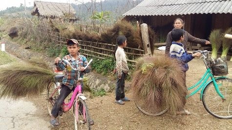 Ba em học sinh xã Tri Lễ tranh thủ ngày nghỉ đi chặt đót chổi về bán mua đồ tết (ảnh Xuân Hòa)