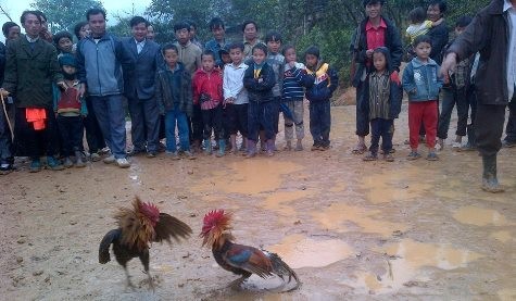 Người Ơ Đu tổ chức chọi gà vui tết Chăm Phtrong (ảnh Xuân Hòa)