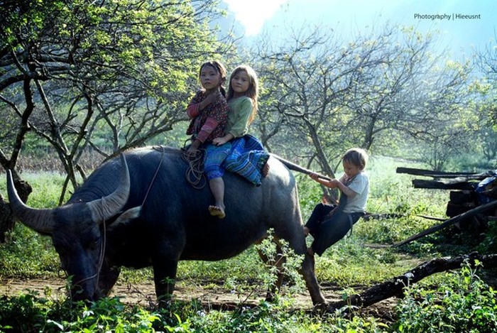 Hình ảnh thanh bình: Trâu thanhr thơi gặm cỏ, còn mấy em nhỏ thì vừa cưỡi trên lưng trâu vừa đùa nghịch mới thú vị làm sao. Đối với những em bé lớn lên trong âm thanh hỗn tạp của phố phường làm sao biết đến những giờ phút thanh bình và vô tư như các em nhỏ vùng núi Mộc Châu